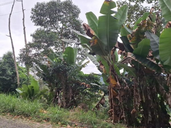 TERRENOS – EM BOM JARDIM – NOVA FRIBURGO