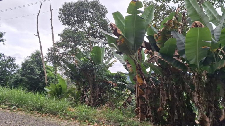 TERRENOS – EM BOM JARDIM – NOVA FRIBURGO