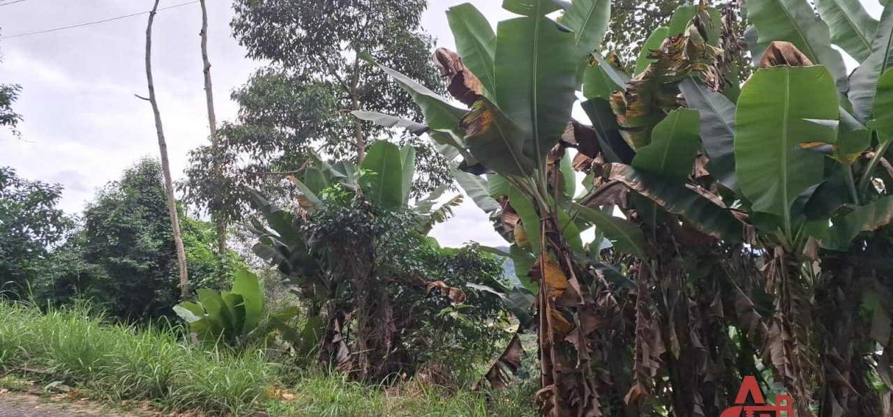 TERRENOS – EM BOM JARDIM – NOVA FRIBURGO